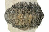 Detailed Crotalocephalina Trilobite - Atchana, Morocco #274861-3